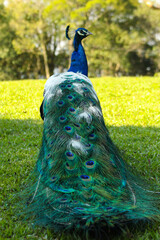 Obraz premium peacock with feathers