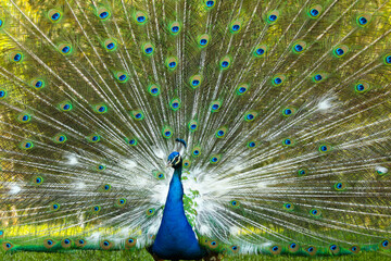 Obraz premium peacock with feathers