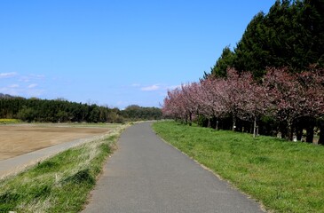 春の散策　桜の道　風景　河川敷