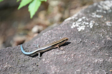 きらきらと光るメタリック調のニホントカゲ