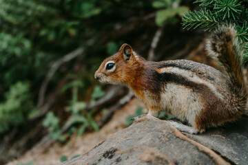 Naklejka na ściany i meble Close up/detailed view of cute chipmunk in Canadian Rockies. Green forest background.