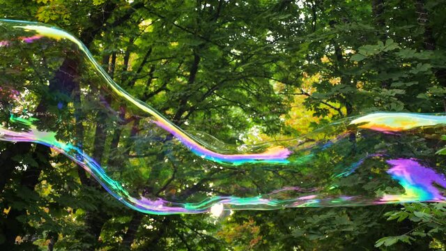Big soap bubble against green tree. Colorful bubble flying in the air on the park, trees background. Lightness, fregility, carefree concept. Radiant long soap bubble blowed outdoor