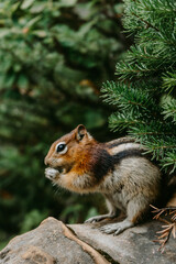 Naklejka na ściany i meble Close up/detailed view of cute chipmunk in Canadian Rockies. Green forest background.