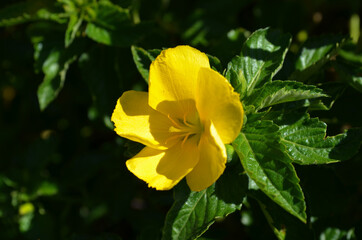 A yellow flower in the garden