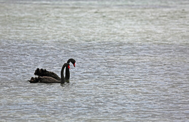 Pair of Black swan - Sorrento, Victoria, Australia