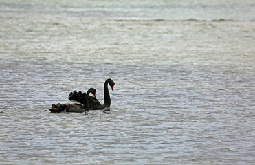 Fototapeta premium Two Black swan - Sorrento, Victoria, Australia