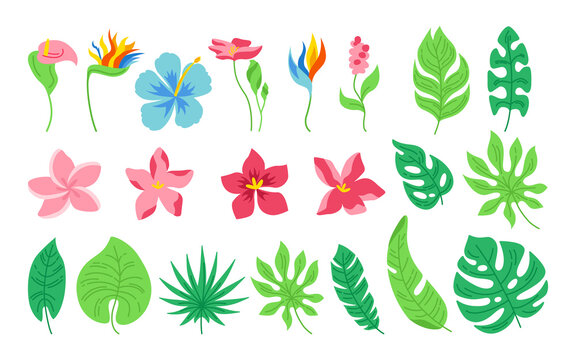 Exotic leaves and flowers cartoon set. Tropical abstract floral flat plants. Monstera, palm and wild flowers collection. Hawaiian hand drawn green jungle. Vector illustration on white background