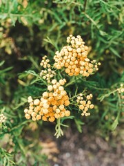 orange flowers in the garden