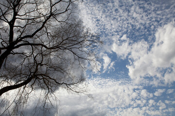 Fototapeta na wymiar scary tree over sky