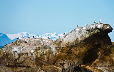 Seagulls standing on rocky mountain in kenai fjord national park Alaska USA
