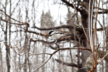 bird in winter forest