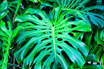 Close up of Monstere Deliciosa leaves bermuda