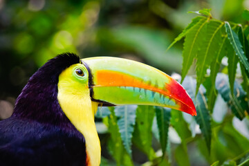 Portrait of toucan in jungle