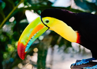 Close up of keel-billed toucan