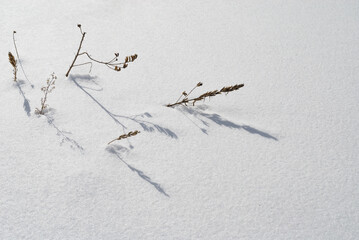 枯れ草　雪　冬　素材