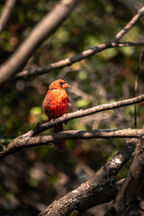 A close up of a molting bright red colored male Northern Cardinal bird without crest feathers on its head sitting perched on a tree branch with green foliage and branches in the background bokeh.