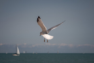 A close up wildlife photograph of a gray black and white seagull hovering above Lake Michigan with its wings flapping looking for food near Montrose Harbor in Chicago with sailboat on the horizon.