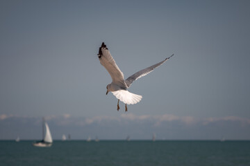 Fototapeta na wymiar A close up wildlife photograph of a gray black and white seagull hovering above Lake Michigan with its wings flapping looking for food near Montrose Harbor in Chicago with sailboat on the horizon.