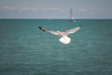 A close up wildlife photograph of a gray, black and white seagull with its wings outstretched and tail fanned flying out over the water of  Lake Michigan in Chicago with a sailboat on the horizon.