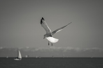 Close up black and white wildlife photograph of a gray black and white seagull hovering above Lake Michigan with its wings flapping looking for food near Montrose Harbor with sailboat on the horizon.