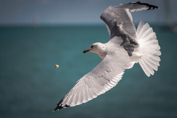 Close up wildlife photograph of a gray, black and white seagull swooping in with wings outstretched to catch piece of food tossed into the air with the blue sky and water of Lake Michigan background.