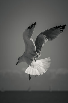 Close up black and white wildlife photograph of a gray black and white seagull hovering above Lake Michigan with its wings flapping looking for food near Montrose Harbor with sailboats on the horizon