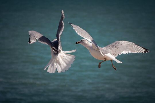 A close up wildlife photograph of two gray, black and white seagulls hovering in midair fighting over food tossed to them by people below along Lake Michigan in Chicago.
