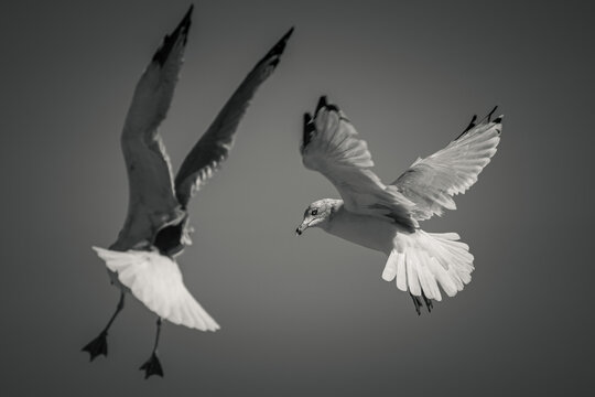 A close up black and white wildlife photograph of two gray, black and white seagulls flapping their wings and hovering in midair waiting for food along Lake Michigan in Chicago.