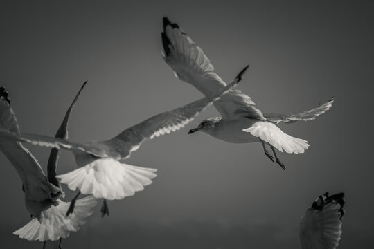 A close up black and white wildlife photograph of a group of gray black and white seagulls hovering and waiting for food above people sitting along Lake Michigan in Chicago.