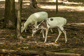 Obraz na płótnie Canvas Rare white-tailed deer, white color