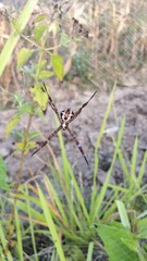 Spider on a grass