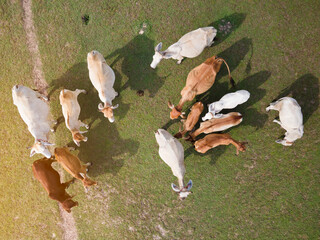Aerial view group of water cow at the green field