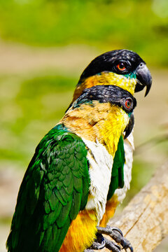Close up of Black head caiques parrots, a clown bird, 