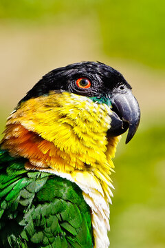 Close up of Black head caiques parrot, a clown bird, 
