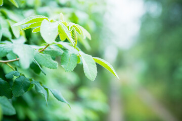 Close-up shot of dogrose bush in the wet summer morning. Shallow depth of field.