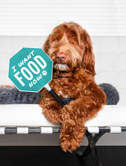 Fluffy dog holding a sign with "I want food now" between the paws. A Labradoodle is sitting on a white sofa with demanding food. Concept for: if dogs could talk or pets waiting / demanding food.