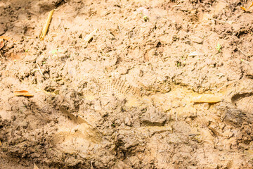 Texture of clay and earth with water.