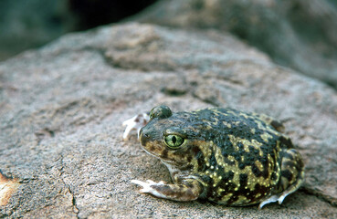 Couch's Spadefoot Toad on rock
