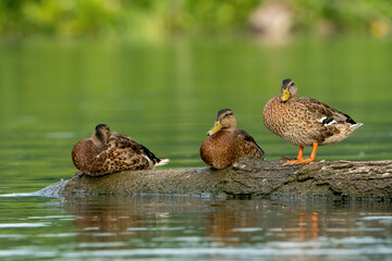 Ducks on a log on the Potomac River
