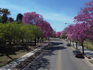 Lapachos Santa Fe