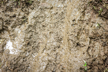 Texture of clay and earth with water.