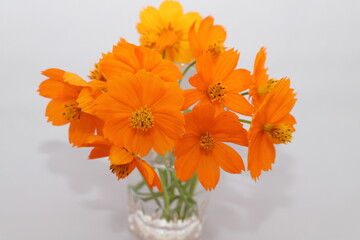 グラスに飾ったキバナコスモスのオレンジ色の切り花