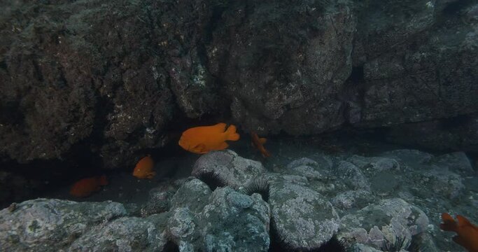 Large number of garibaldi fish.