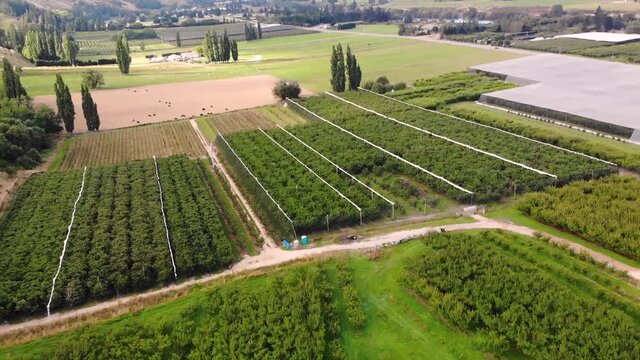 Aerial flying away from a large orchard in rural area of Roxburgh, fruit farm