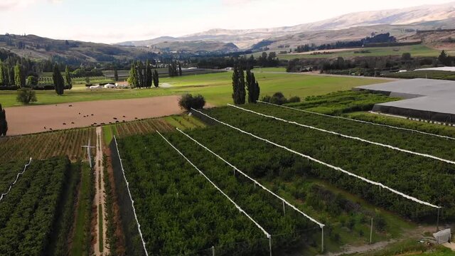 Cherry orchard in fruitlands valley of rural New Zealand near Roxburgh, aerial