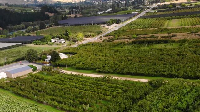 Aerial over green fruit plantations in valley of New Zealand, famous fruitlands