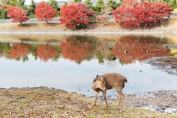 Deer in Nara, Japan. Deer is cherished as a divine force of God