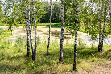 Fototapeta na wymiar Swamp in the birch forest in summer