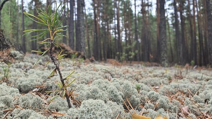 forest in autumn