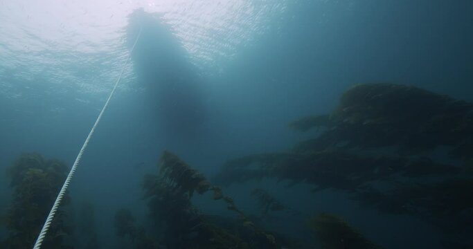 View of boat from underwater with kelp and current.